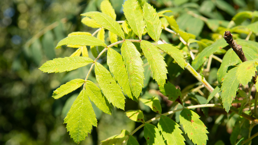 Sorbus domestica liście