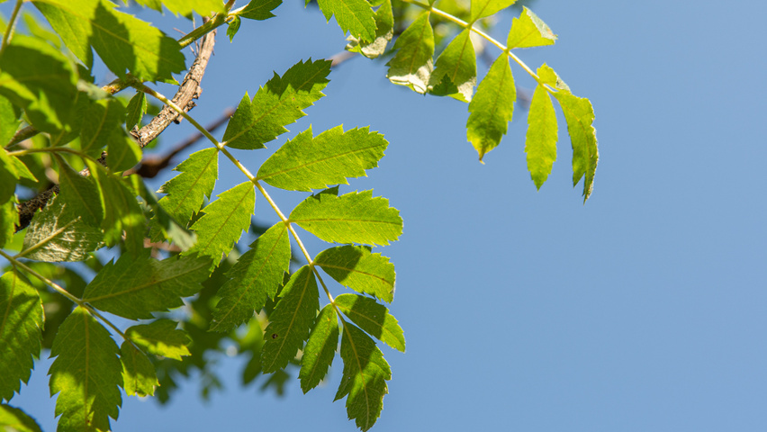 Sorbus domestica liście