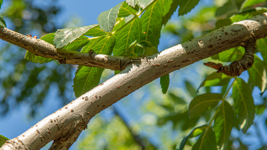 Sorbus domestica pędy