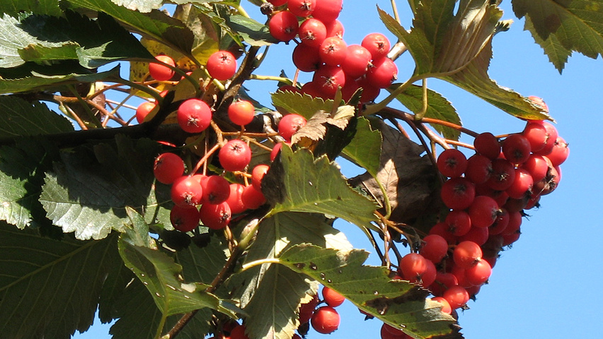 Sorbus hybrida 'Gibbsii' плоды