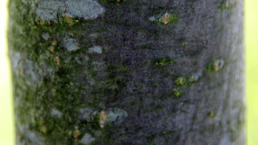 Sorbus intermedia кора