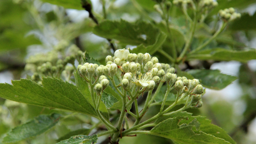 Sorbus intermedia 'Brouwers' fleurs