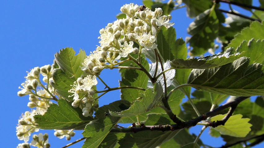 Sorbus intermedia 'Brouwers' fleurs