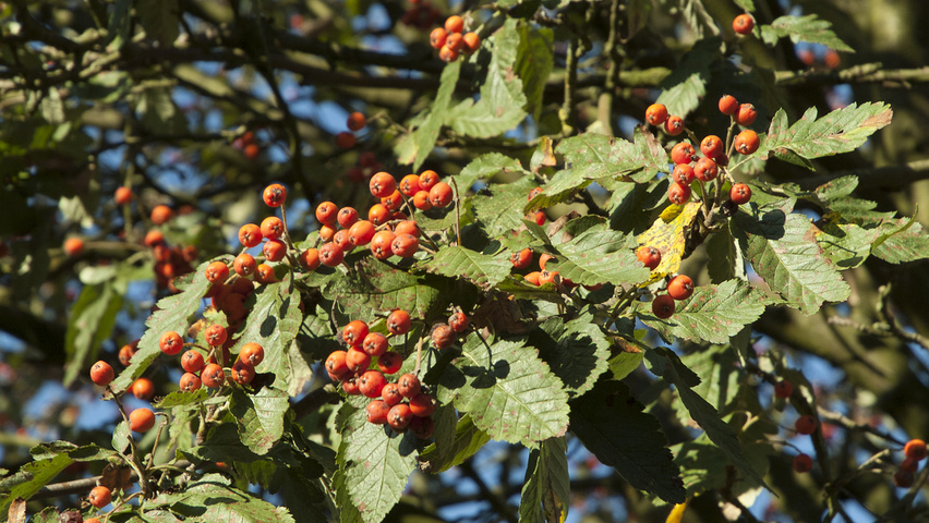 Sorbus intermedia 'Brouwers' fruits