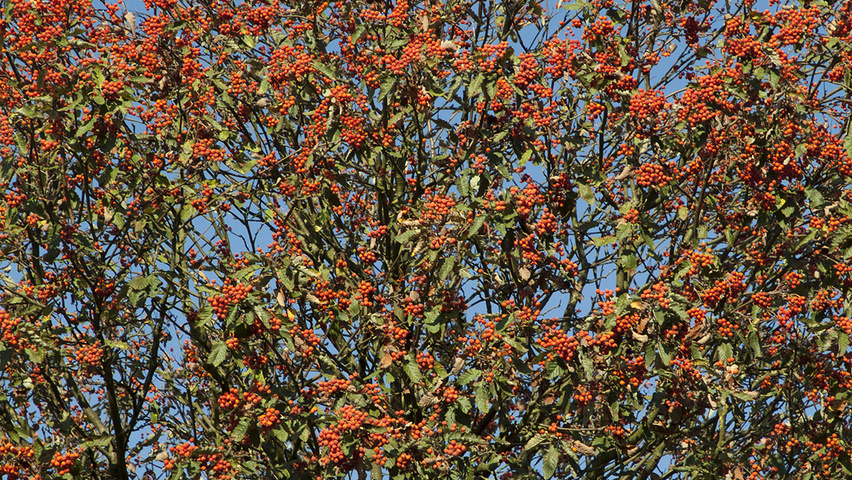 Sorbus intermedia 'Brouwers' Frucht