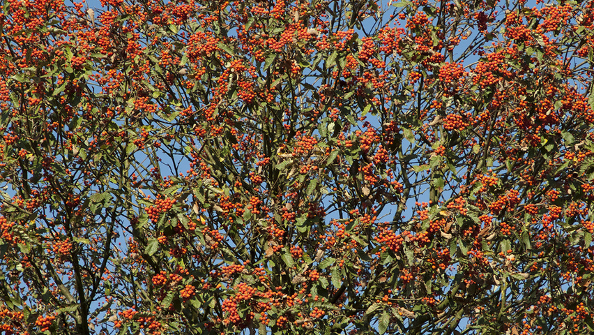 Sorbus intermedia 'Brouwers' fruits