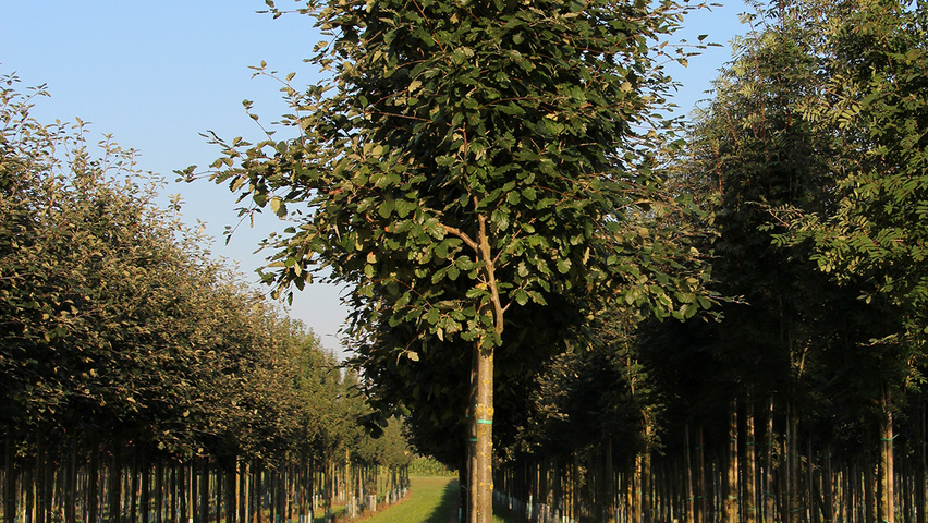Sorbus intermedia 'Brouwers' hochstämmig