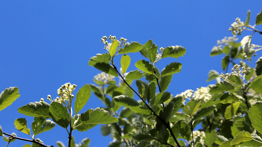Sorbus intermedia 'Brouwers' Feuilles