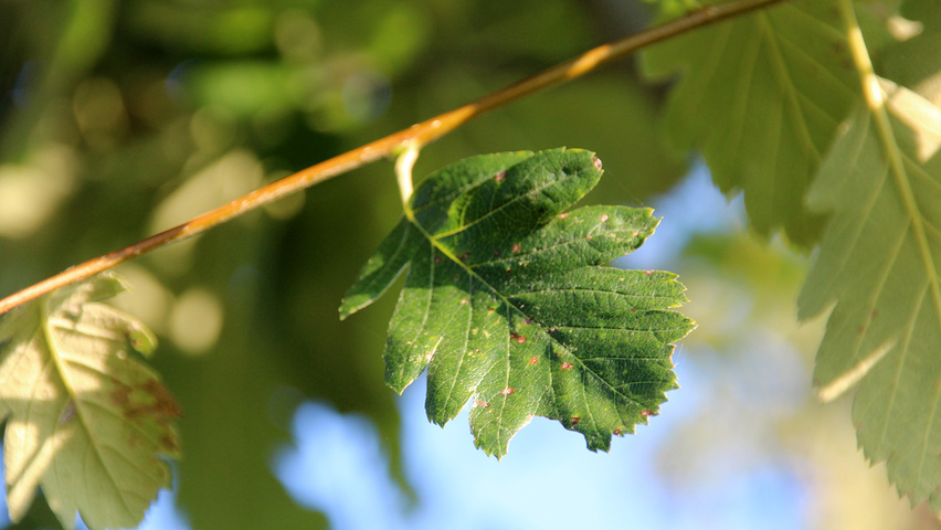 Sorbus intermedia 'Brouwers' Feuilles