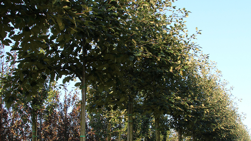 Sorbus intermedia Деревья с высоким стволом (стандарт)