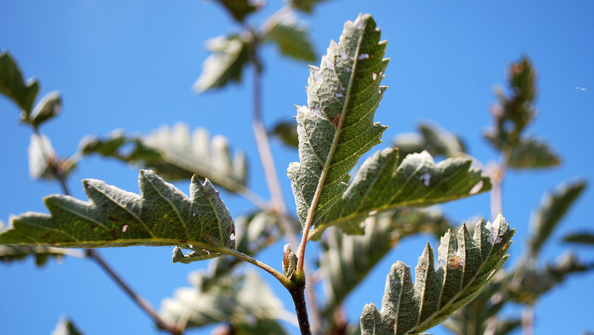 Sorbus intermedia листья