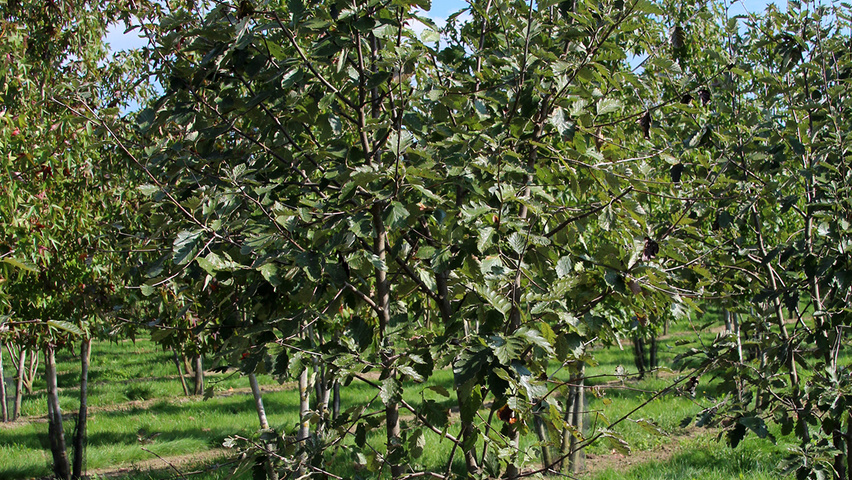 Sorbus intermedia Многоствольные деревья