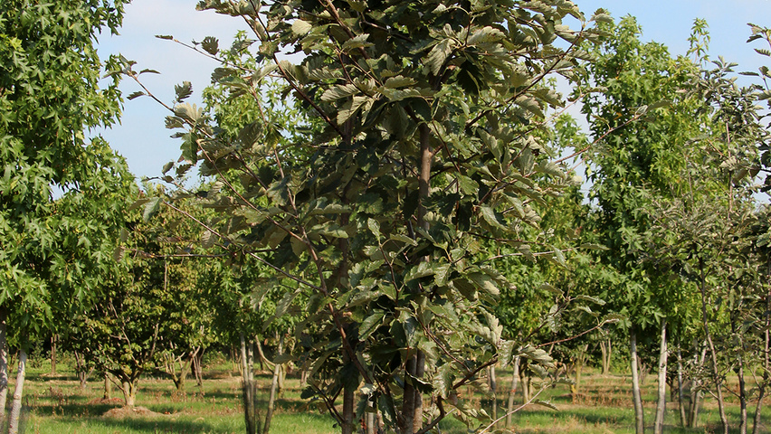 Sorbus intermedia Многоствольные деревья