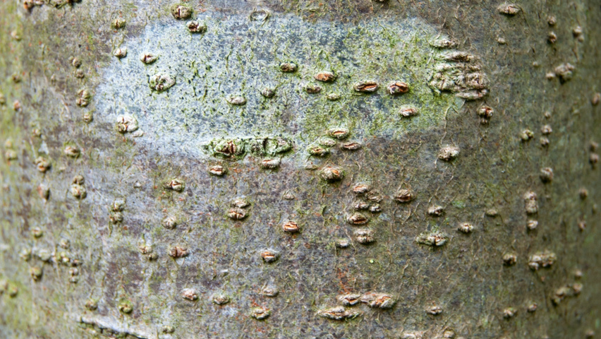 Sorbus 'Joseph Rock' bark