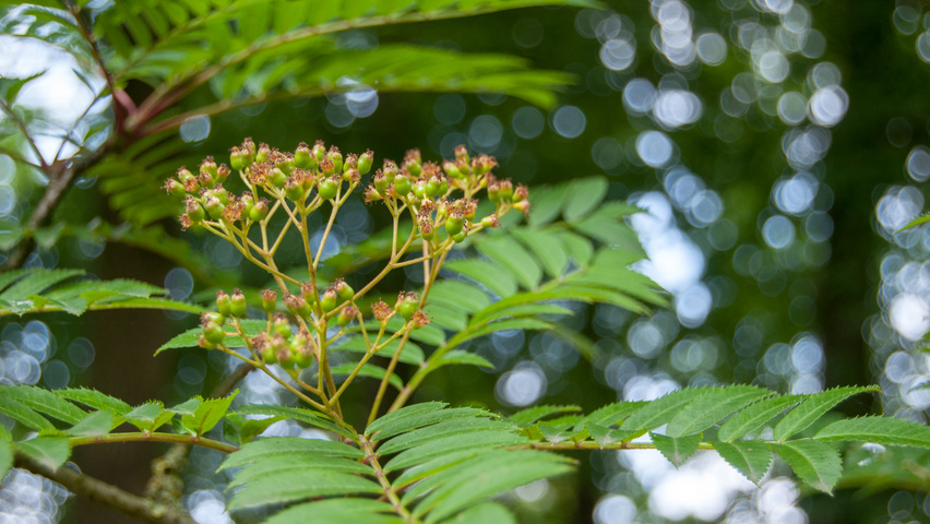Sorbus 'Joseph Rock' fruits
