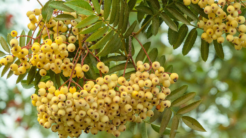 Sorbus 'Joseph Rock' fruits