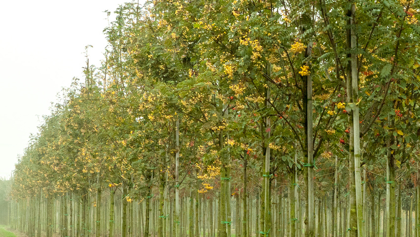 Sorbus 'Joseph Rock' standard tree