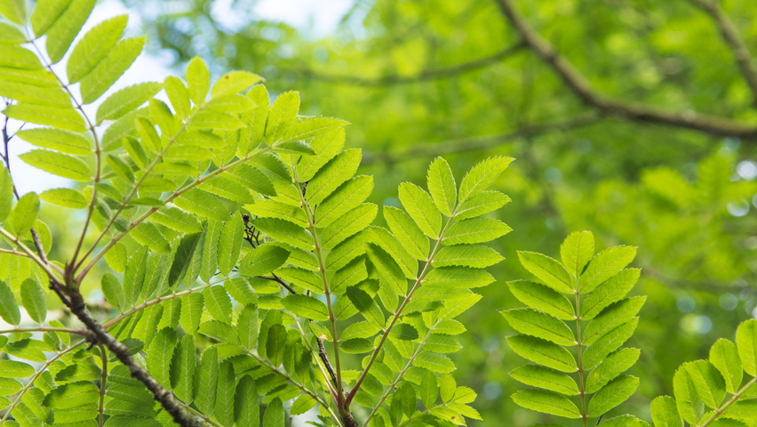 Sorbus 'Joseph Rock' leaves