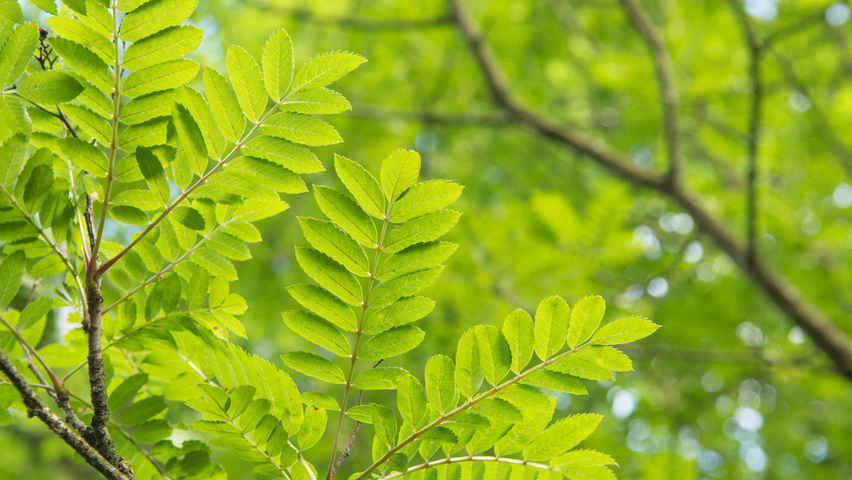 Sorbus 'Joseph Rock' leaves