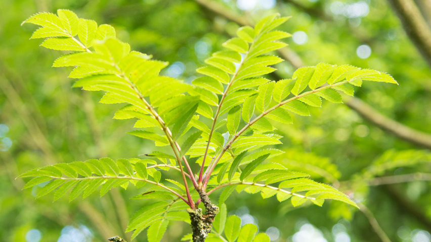 Sorbus 'Joseph Rock' leaves