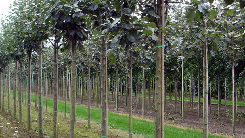 Sorbus latifolia 'Atrovirens' pienne