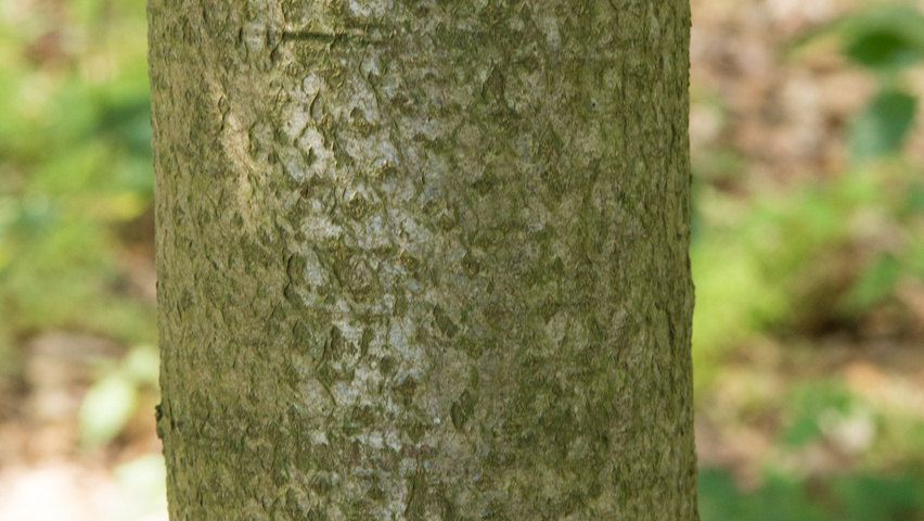 Sorbus latifolia bark