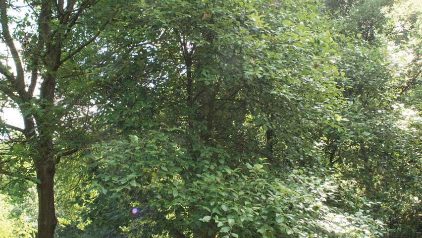 Sorbus latifolia feathered