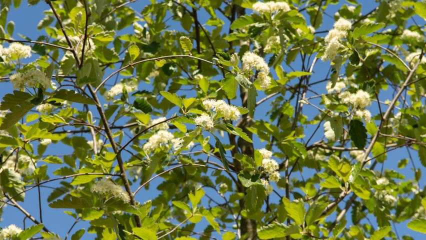 Sorbus latifolia 'Henk Vink' flowers