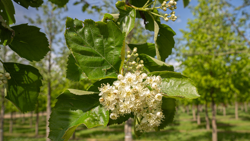 Sorbus latifolia 'Henk Vink' flowers