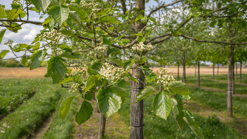 Sorbus latifolia 'Henk Vink' flowers