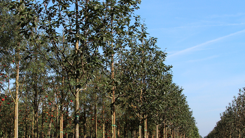 Sorbus latifolia 'Henk Vink' standard tree