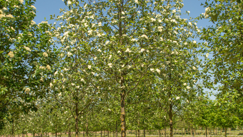 Sorbus latifolia 'Henk Vink' standard tree