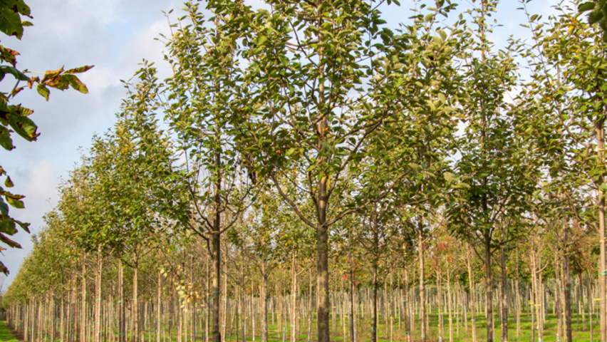 Sorbus latifolia 'Henk Vink' standard tree