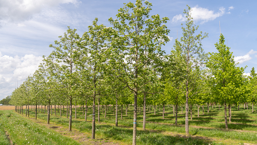 Sorbus latifolia 'Henk Vink' standard tree