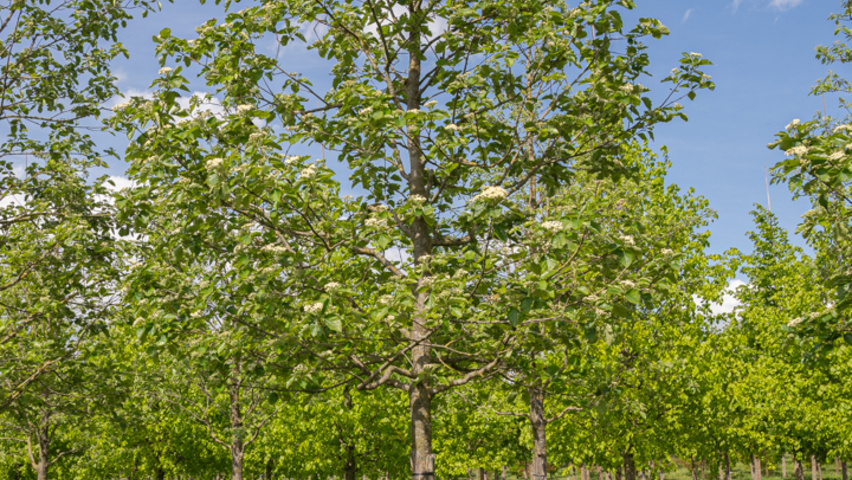 Sorbus latifolia 'Henk Vink' standard tree