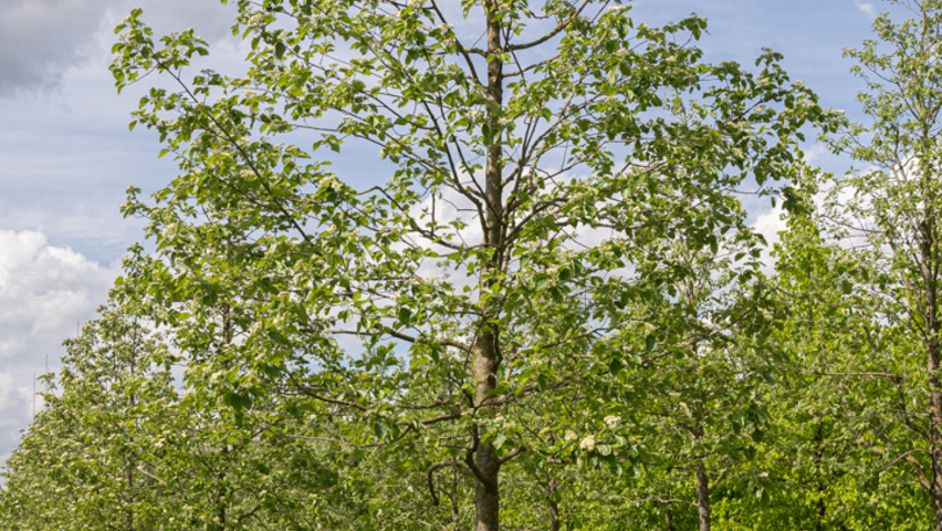 Sorbus latifolia 'Henk Vink' standard tree