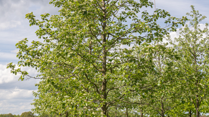Sorbus latifolia 'Henk Vink' standard tree