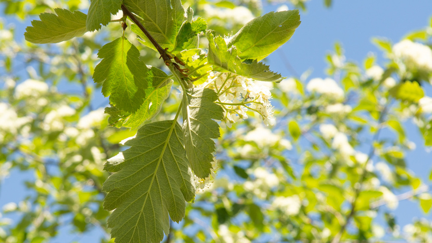 Sorbus latifolia 'Henk Vink' leaves