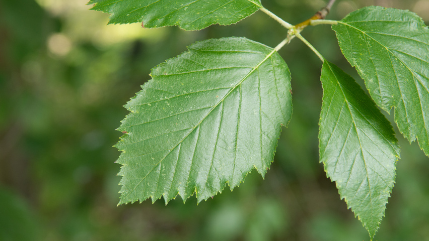 Sorbus latifolia leaves