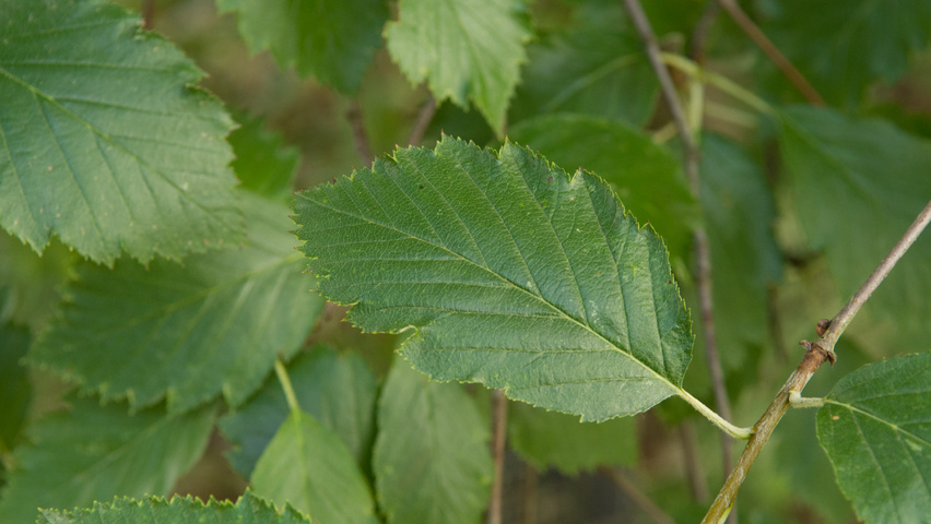 Sorbus latifolia leaves