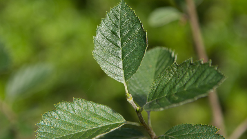 Sorbus latifolia leaves