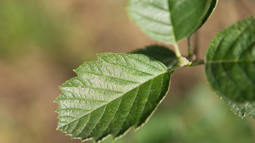 Sorbus latifolia leaves