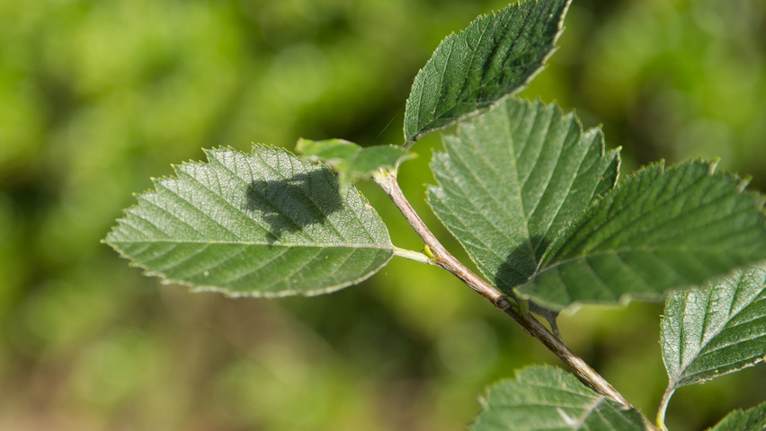 Sorbus latifolia leaves