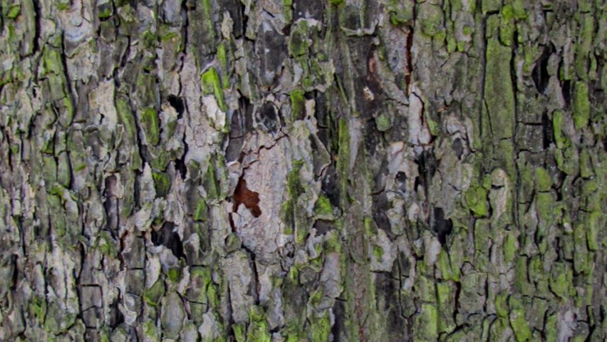 Sorbus torminalis Rinden