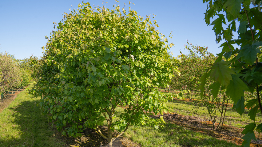 Sorbus torminalis charakteristische