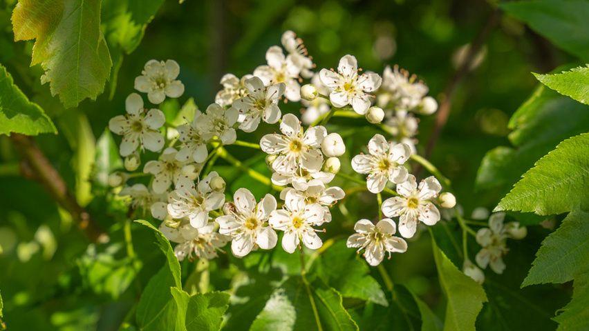 Sorbus torminalis Blumen