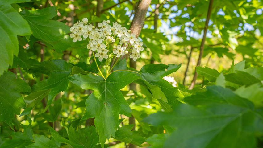 Sorbus torminalis Blumen