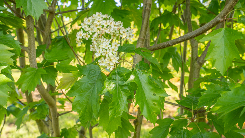 Sorbus torminalis Blumen