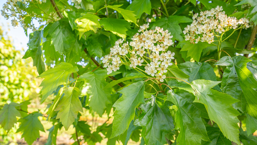 Sorbus torminalis Blumen