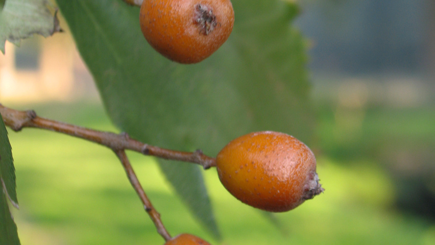 Sorbus torminalis Frucht